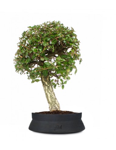 Quercia sughera XL Quercia sughera XL