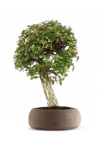 Quercia sughera XL Quercia sughera XL