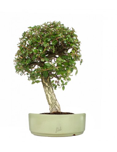 Quercia sughera XL Quercia sughera XL