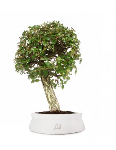 Quercia sughera XL 2