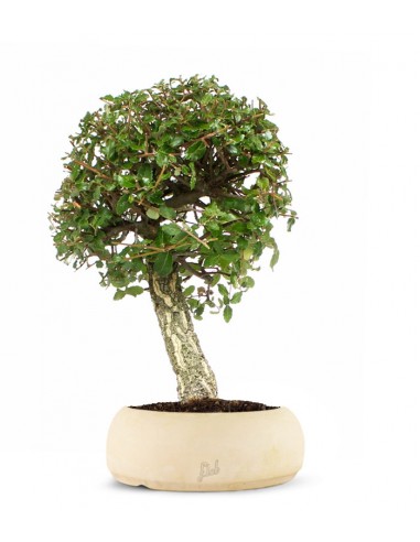 Quercia sughera XL Quercia sughera XL