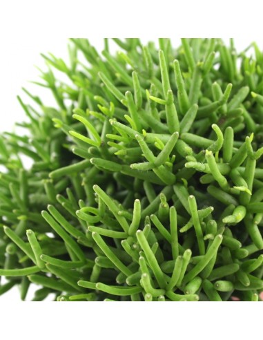 Rhipsalis burchellii