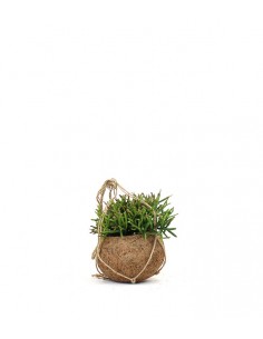 Rhipsalis Burchellii in... 2