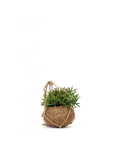Rhipsalis Burchellii in fibra di cocco