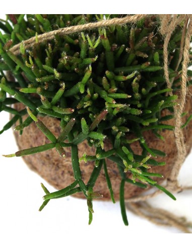 Rhipsalis Burchellii in fibra di cocco