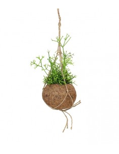 Rhipsalis cassutha fibra in...