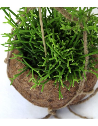 Rhipsalis cassutha fibra in cocco