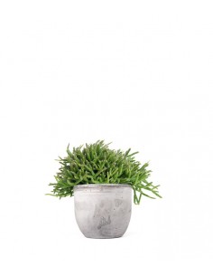 Rhipsalis heteroclada