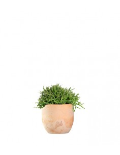 Rhipsalis heteroclada 2