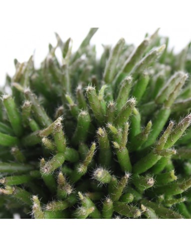 Rhipsalis heteroclada Rhipsalis heteroclada