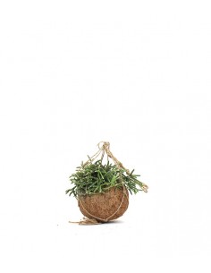 Rhipsalis pilocarpa in... 2