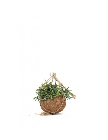Rhipsalis pilocarpa in fibra di cocco