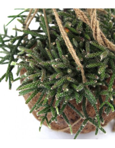 Rhipsalis pilocarpa in fibra di cocco