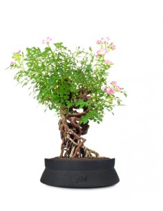 Rosa Canina