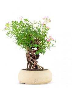 Rosa Canina 2