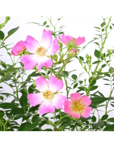 Rosa Canina