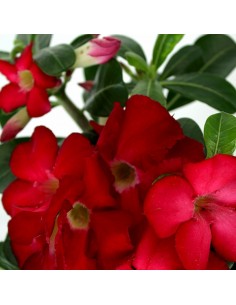 Rosa del deserto rossa 2