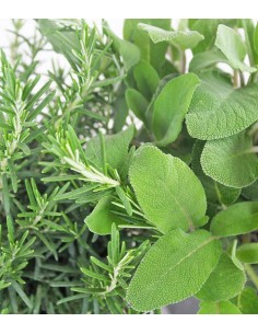 Rosmarino e Salvia 2