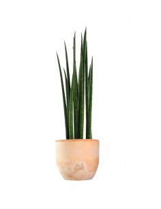 Sansevieria Bacularis Mikado 2