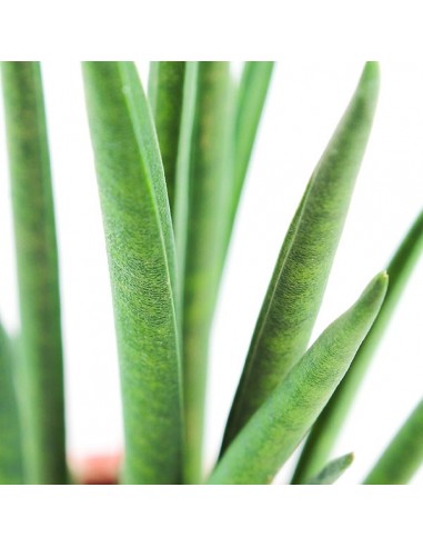 Sansevieria Bacularis Mikado