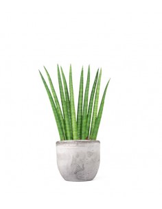 Sansevieria Cylindrica