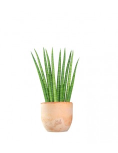 Sansevieria Cylindrica 2