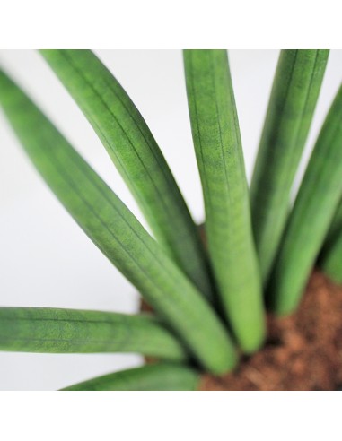 Sansevieria Cylindrica