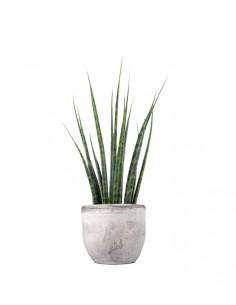 Sansevieria Fernwood Mikado 2