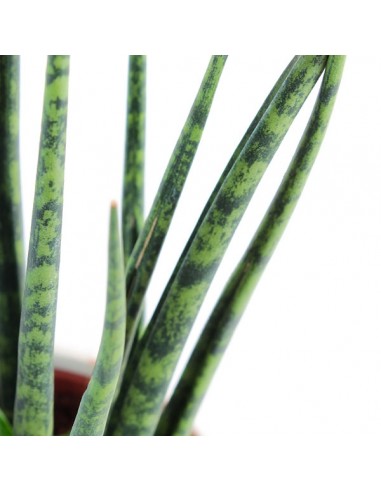 Sansevieria Fernwood Mikado