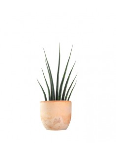 Sansevieria Fernwood Musica 2