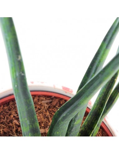 Sansevieria Fernwood Musica
