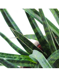 Sansevieria Fernwood Punk 2