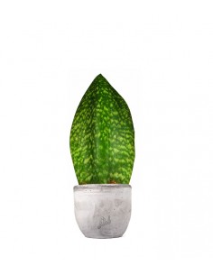 Sansevieria Happy 2