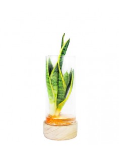 Sansevieria in idroponica...