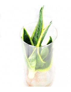 Sansevieria in idroponica... 2