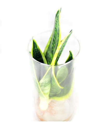 Sansevieria in idroponica con led