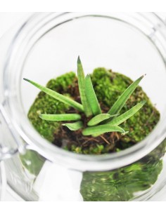 Sansevieria in mini serra 2