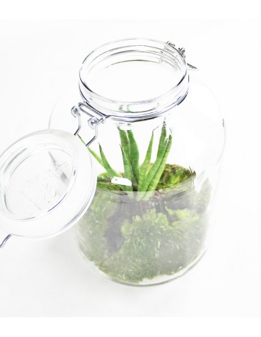 Sansevieria in mini serra Sansevieria in mini serra