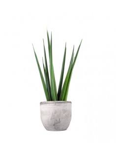 Sansevieria Katana 2