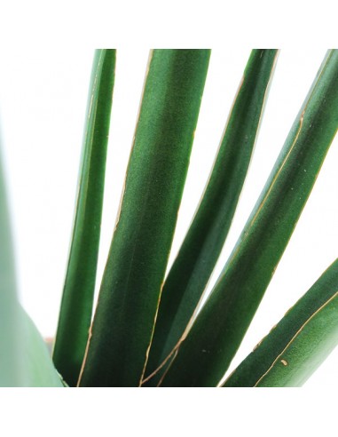 Sansevieria Katana