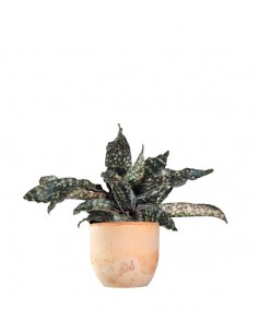 Sansevieria kirkii