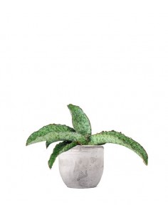 Sansevieria kirkii 'Silver...