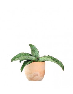 Sansevieria kirkii 'Silver... 2