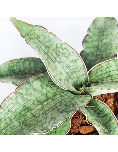 Sansevieria kirkii 'Silver Blue'