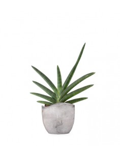 Sansevieria Motum Kenya 2