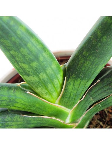 Sansevieria Motum Kenya