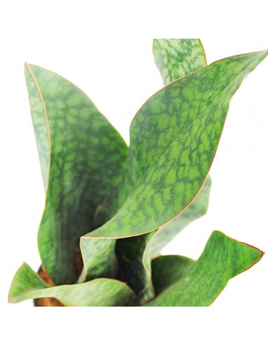 Sansevieria multipla