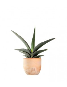Sansevieria Robusta 2