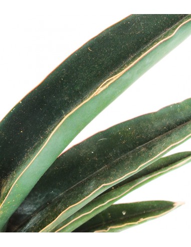 Sansevieria Robusta