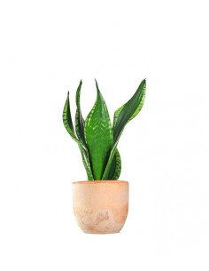 Sansevieria Silver flame 2